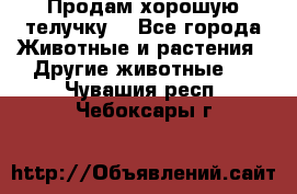 Продам хорошую телучку. - Все города Животные и растения » Другие животные   . Чувашия респ.,Чебоксары г.